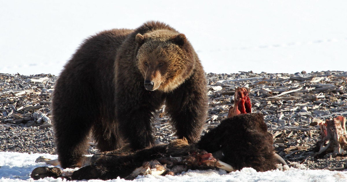 First grizzly bear of 2026 spotted at Yellowstone, feeding on bison carcass