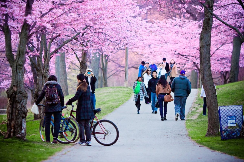 Cherry Blossoms in High Park, Toronto