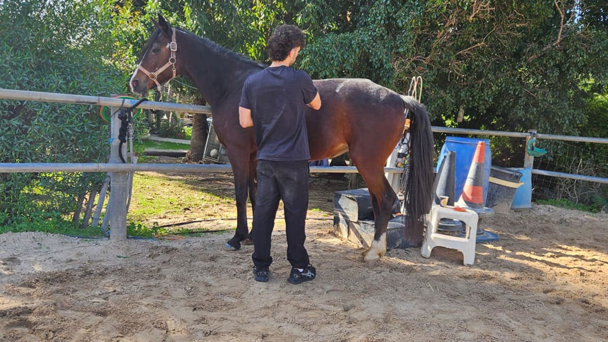 Therapy session at a rehabilitation stable in Israel