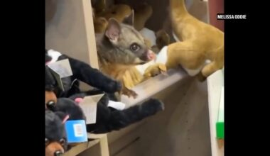 Video: A real possum appears among plush toy animals in Australian airport gift shop - The Globe and Mail