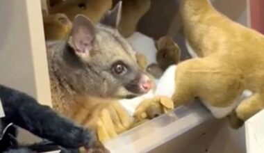 Hiding in plain sight: Real possum spotted in plush toys at Australian gift shop - CTV News