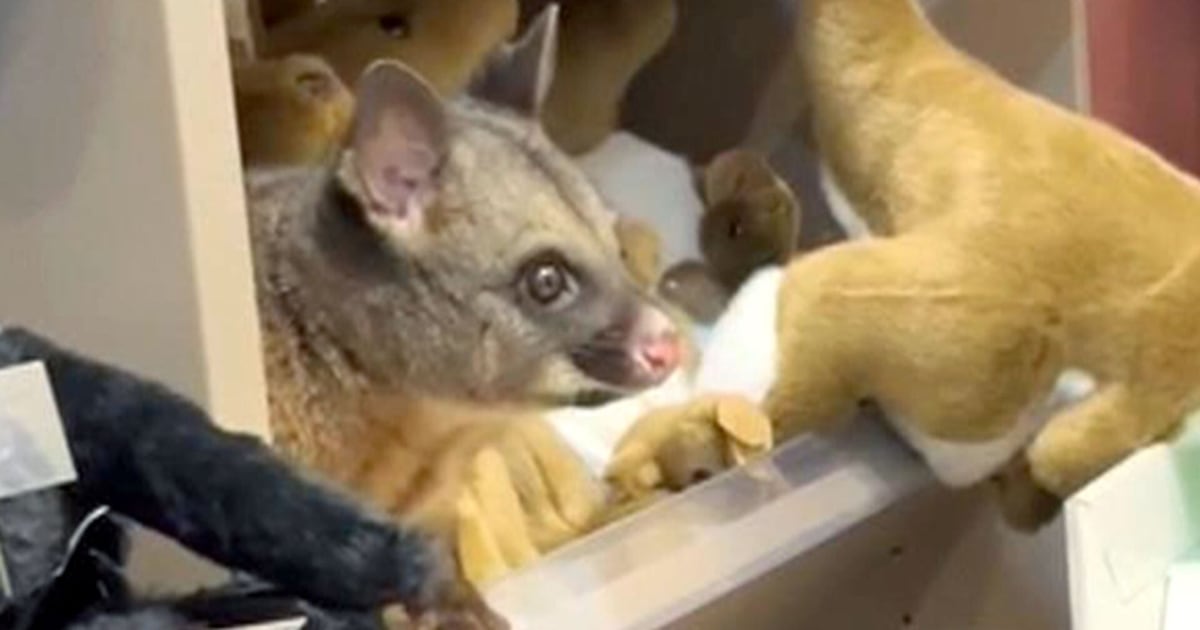 Hiding in plain sight: Real possum spotted in plush toys at Australian gift shop - CTV News
