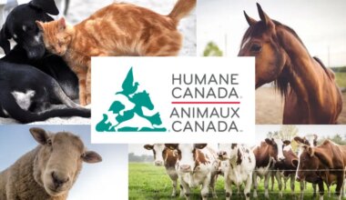 Humane Canada starts letter writing campaign to expand animal protections in Bill C-16