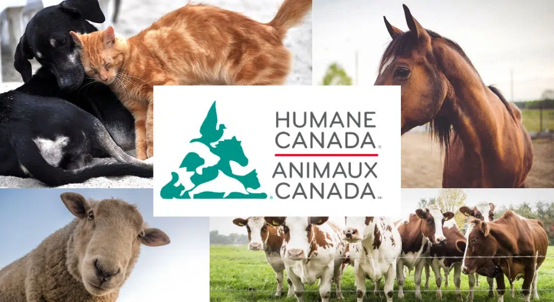 Humane Canada starts letter writing campaign to expand animal protections in Bill C-16