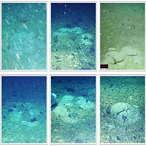 Nests of the yellowfin notie (Lindbergichthys nudifrons). Each nest would have been guarded by a parent fish, protecting their eggs from predators. This remarkable organization is thought to be a survival strategy. Image credit: Weddell Sea Expedition 2019
