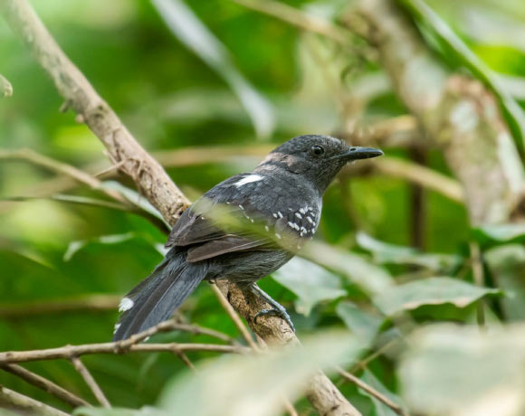 Cercomacra raucisona. Image credit: Fernando Zurdo.