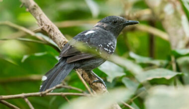 Two New Bird Species Identified in Amazonia