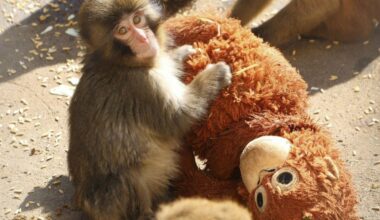 Tourists flock to see viral abandoned baby monkey "Punch" at zoo near Tokyo