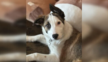 Pause for Pets: 'Oodles of fun' Noodles looking for perfect home