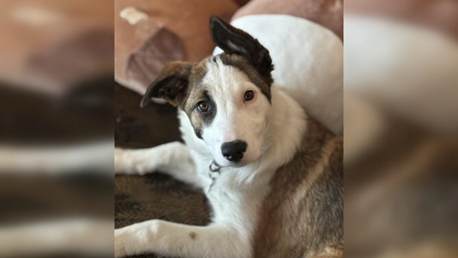 Pause for Pets: 'Oodles of fun' Noodles looking for perfect home