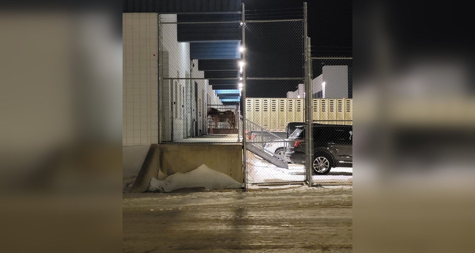 Winnipeg animal rights groups call for ban on live horse shipments