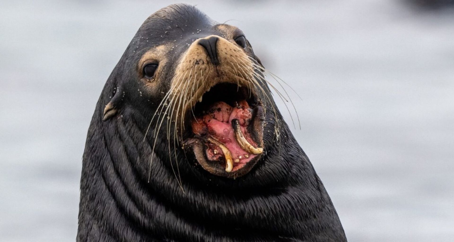 Marine expert says Nanaimo sea lion has been injured for at least 4 years
