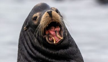 Marine expert says Nanaimo sea lion has been injured for at least 4 years