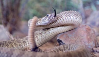 8 Snake-Filled Waters In The Rockies