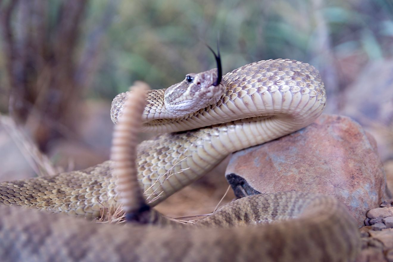8 Snake-Filled Waters In The Rockies