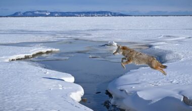 Patient photographer catches coyote in mid-leap on Lake Superior