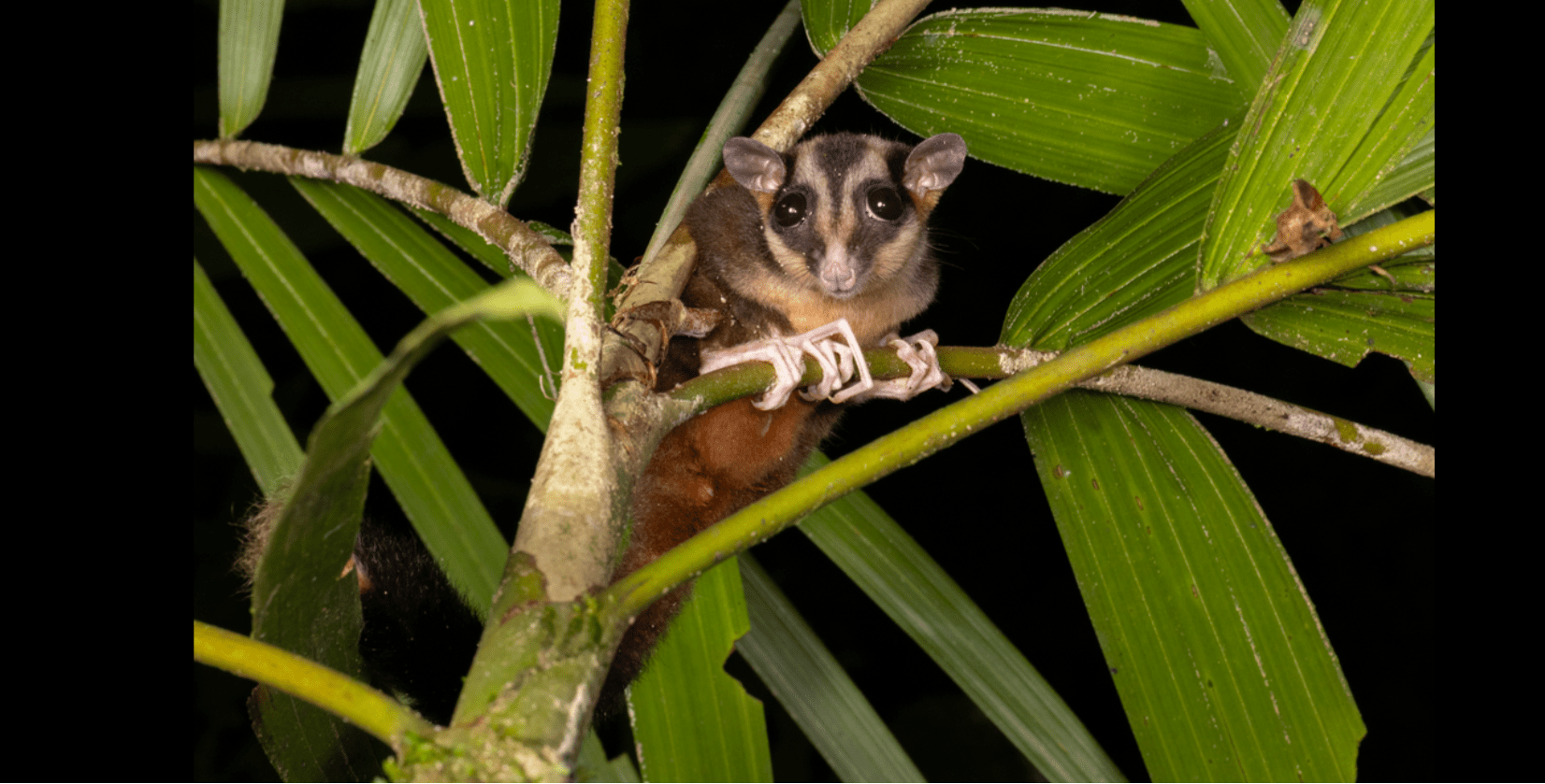 Two Animals Thought Extinct for 7,000 Years Found Alive