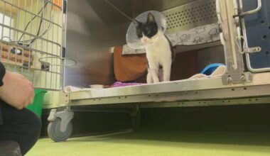 ‘Landmark’ Quebec ruling states no-pet clause violates Charter rights - Montreal