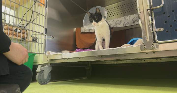 ‘Landmark’ Quebec ruling states no-pet clause violates Charter rights - Montreal
