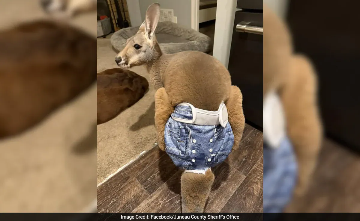 'Denim-Diaper' Wearing Kangaroo On The Run After Escaping Wisconsin Petting Zoo