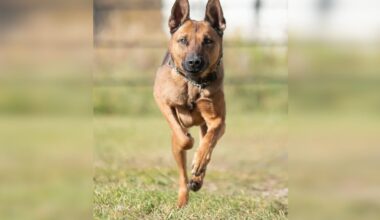 VIDEO: Police dog with over 100 arrests in Mississauga and Brampton dies after battle with cancer