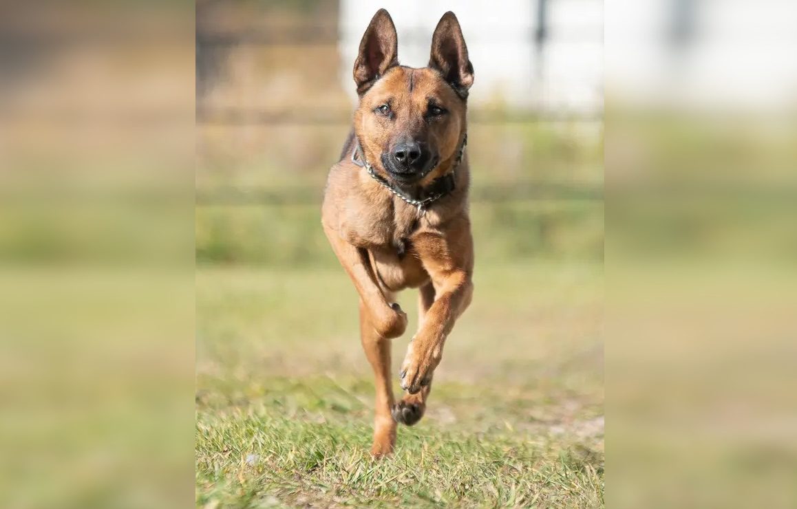 VIDEO: Police dog with over 100 arrests in Mississauga and Brampton dies after battle with cancer