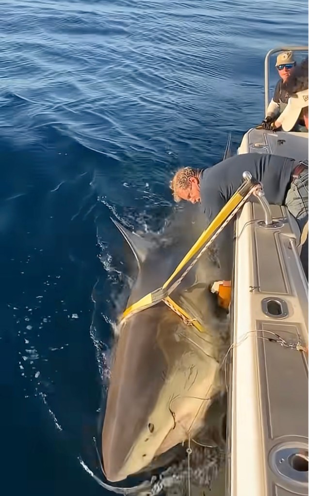 A large great white shark being held alongside a boat by a man, with another man in the background.