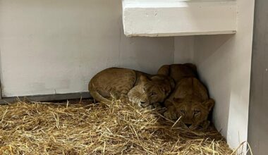4 lions arrive at Haifa zoo amid species conservation efforts