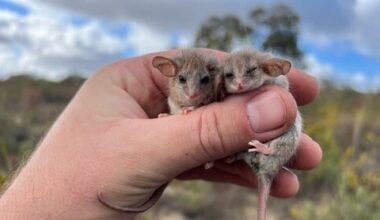 World’s smallest possum may live beyond its known range in Australia