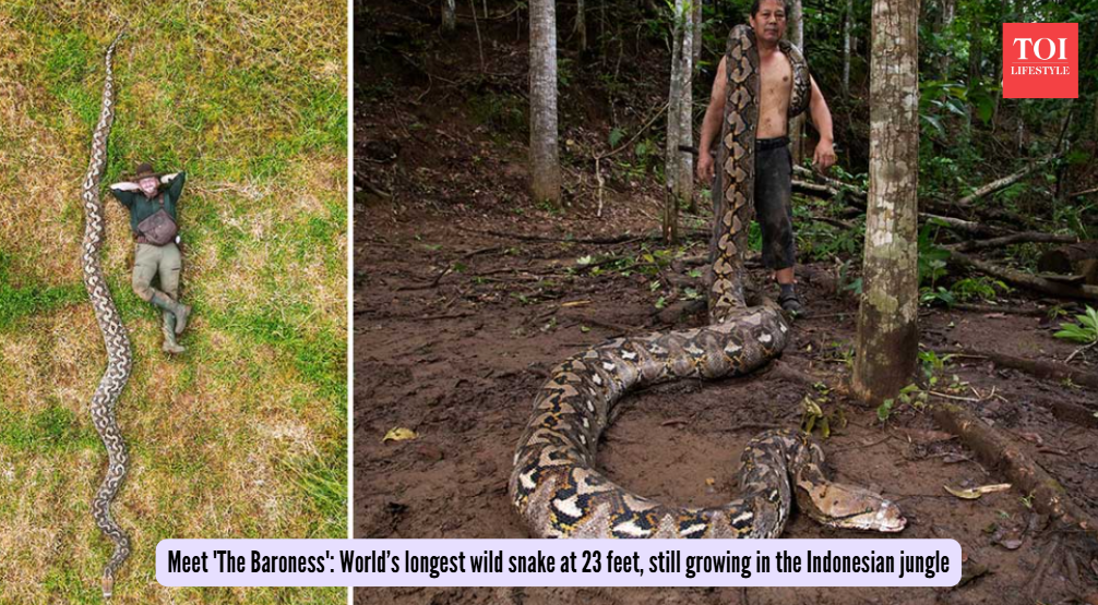 Meet 'The Baroness': World’s longest wild snake at 23 feet, still growing in the Indonesian jungle (Photo: Guinness World Records) Meet 'The Baroness': World’s longest wild snake at 23 feet, still growing in the Indonesian jungle