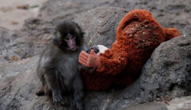 Punch the monkey melts hearts after rejection and unlikely friendship