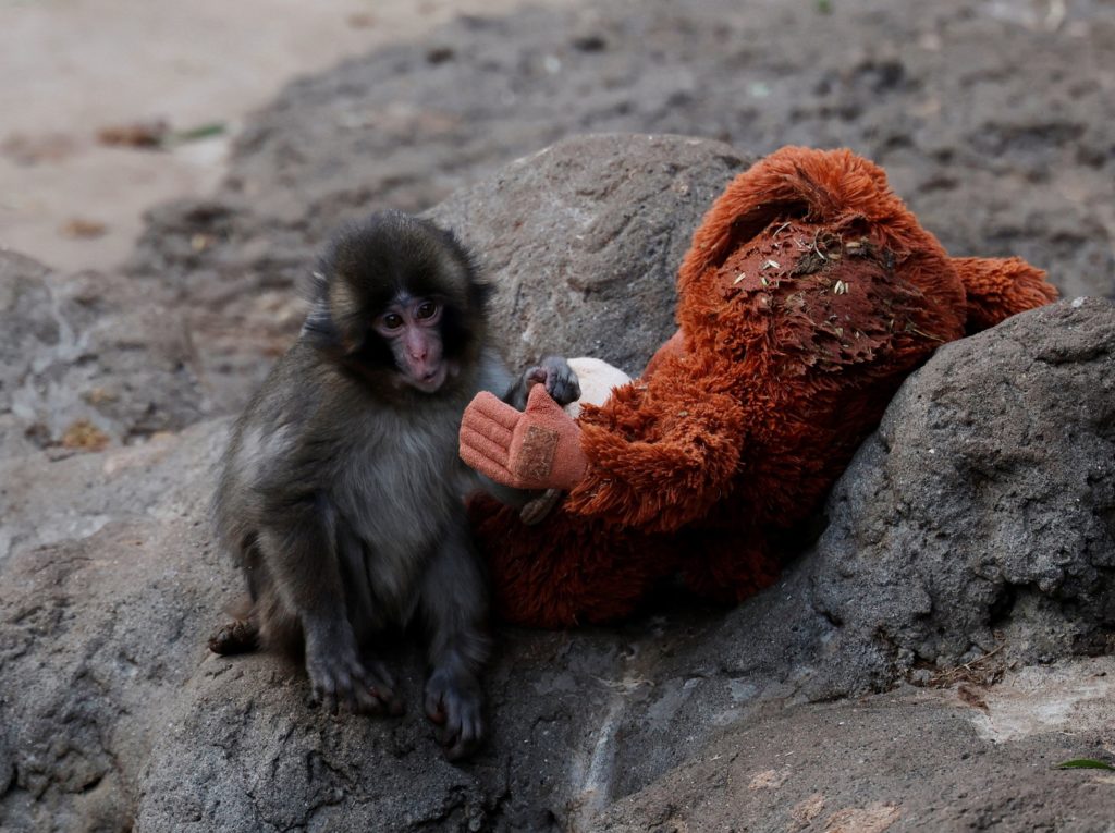 Punch the monkey melts hearts after rejection and unlikely friendship