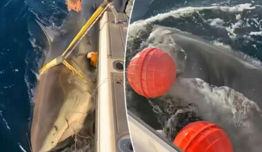 Largest male great white shark 'Contender' returns to waters off Florida's coast in time for Spring break