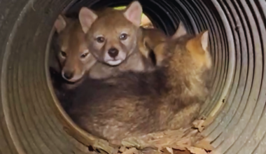 Coyote denning in your backyard? – City of Mississauga