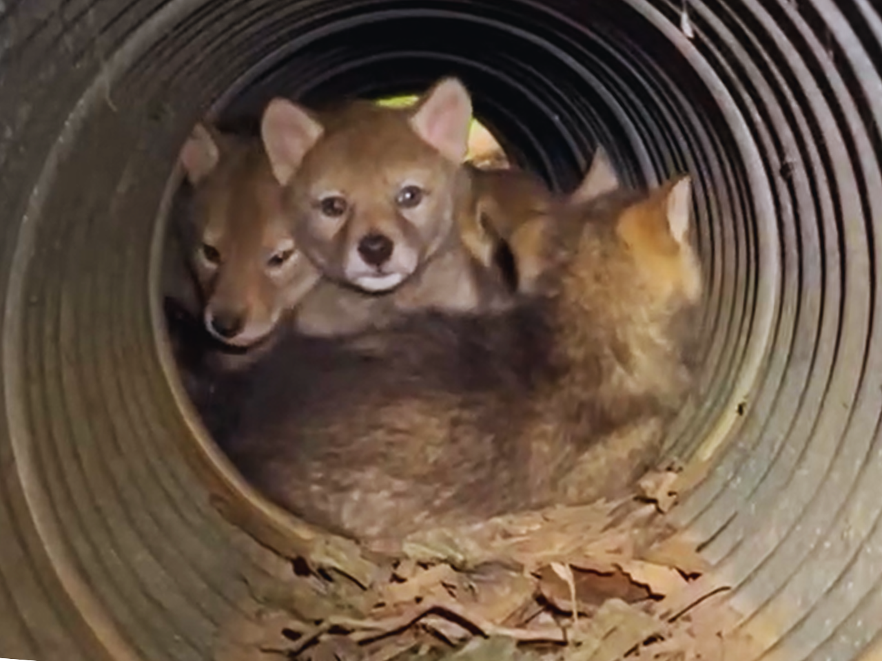 Coyote denning in your backyard? – City of Mississauga