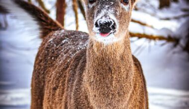 Oh Deer! - Your Saint John