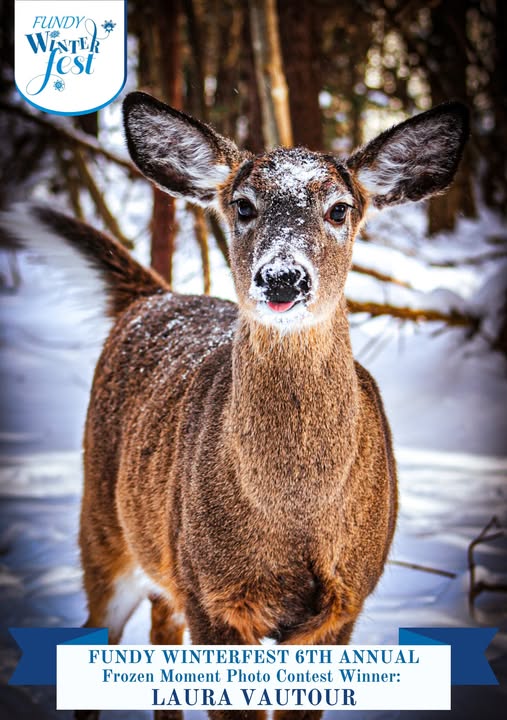Oh Deer! - Your Saint John
