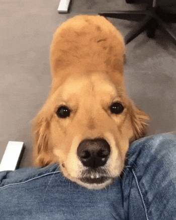 dog, golden retriever, personality quiz, loyalty
