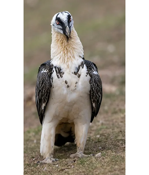 weyrichfoto/ VCF Bearded vultures were once reviled, but they are an important part of the Alpine ecosystem (Credit: weyrichfoto/ VCF)