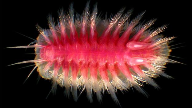 The strange deep-sea creatures that eat whales