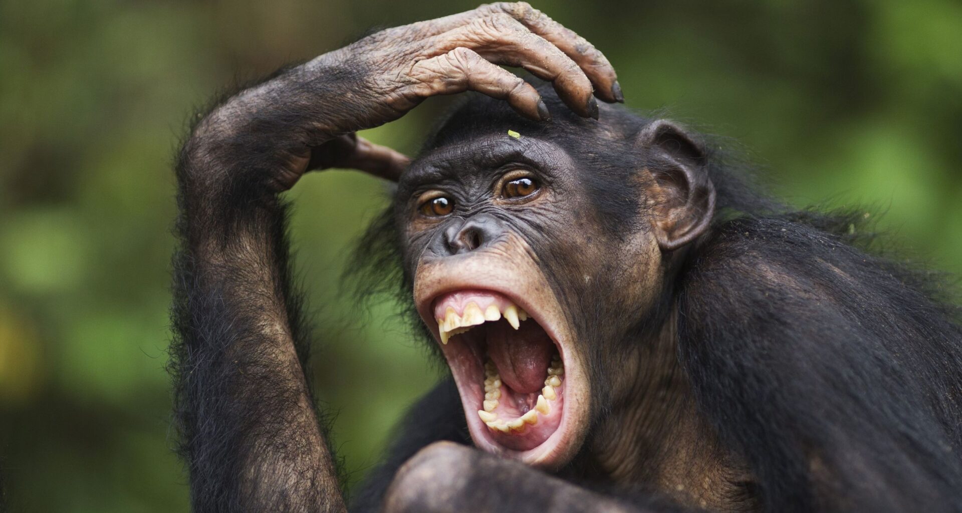 Bonobos are just as aggressive as chimps, but there's a key difference — the female bonobos