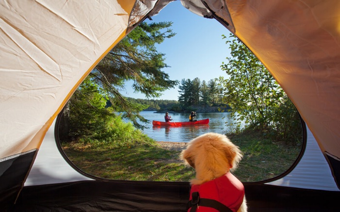 dog looking through a tent flap at two people paddling past in a red canoe