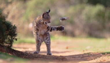 Lynx playing with its prey wins Wildlife Photographer of the Year People’s Choice Award