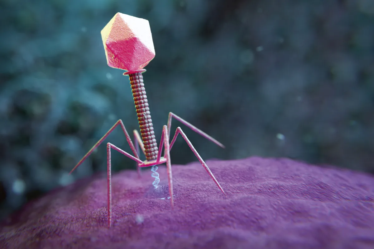 Illustration of phage therapy.