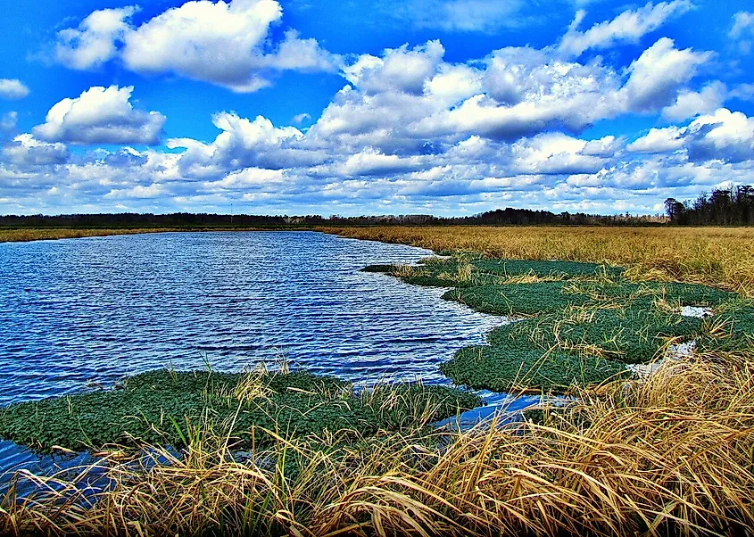 Phinizy Swamp Nature Park, Georgia.