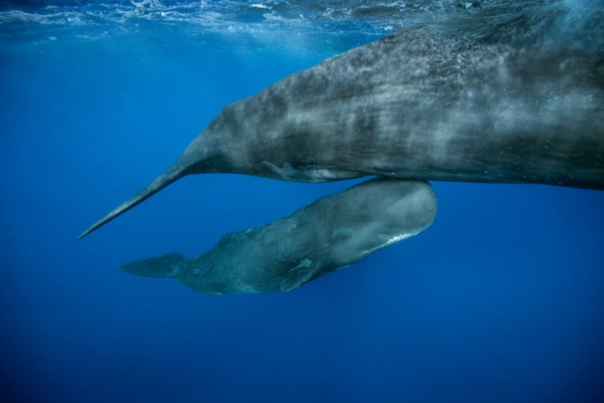 The sperm whale calf swims alongside its mother.