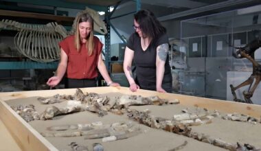 Fossil remains of an ancient rhinoceros discovered on Devon Island in the High Arctic