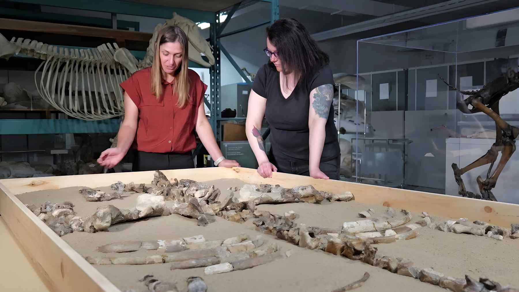 Fossil remains of an ancient rhinoceros discovered on Devon Island in the High Arctic