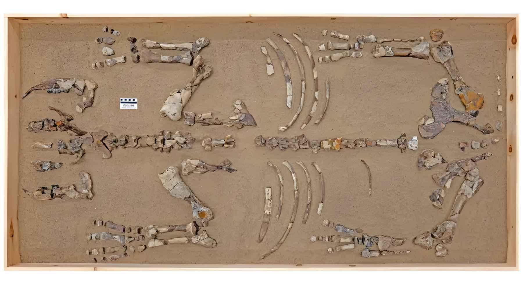 Fossil skeleton of a 23-million-year-old polar rhino discovered in Devon Island, Canada