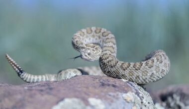 8 Most Rattlesnake Infested Areas in Kansas